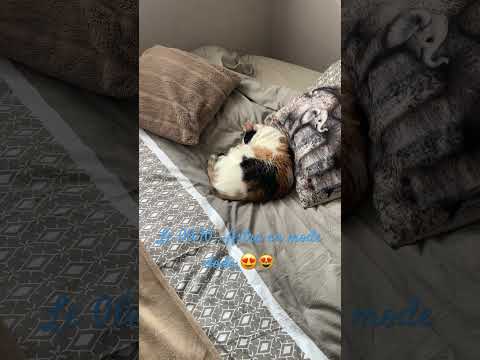 En mode dodo : #catlovers #cat #cuteanimals #kitten