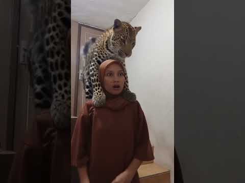 AKU DIMAKAN MACAN TUTUL😱#trendingshorts