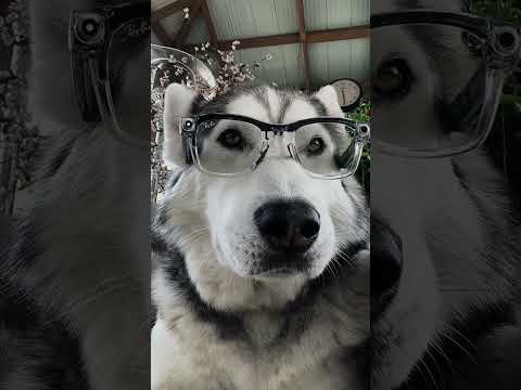 Unboxing Clear Limited Edition Ray Ban Meta!