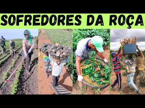 TRABALHADORES da ROÇA. Os MELHORES e mais RÁPIDOS! Brasil x Ásia