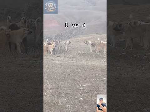 4 Alabai vs 8 Kangal – The Ultimate Showdown of Guardian Giants!