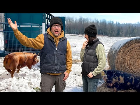 Our NEW SECRET to Moving Pigs in a TRAILER! It CHANGED EVERYTHING