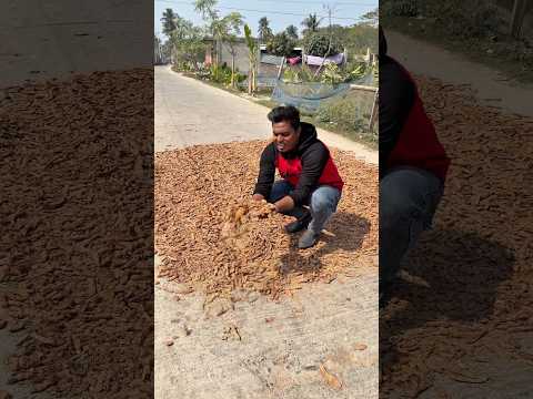 রাস্তায় তেঁতুল শুকানো হচ্ছে,,,,,,