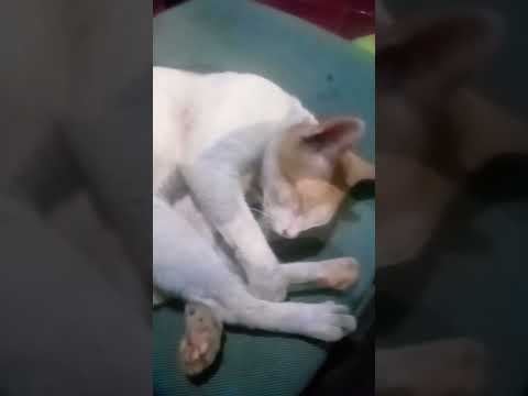 kucing nya mimpi indah  #cat #kucinglucu  #catlovers #funny #shorts