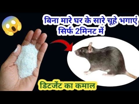 बिना मारे चूहे भगाए इस घरेलू तरीके से 😱  get rid of mouse/ chuhe bhagane ka tarika/kitchen tips
