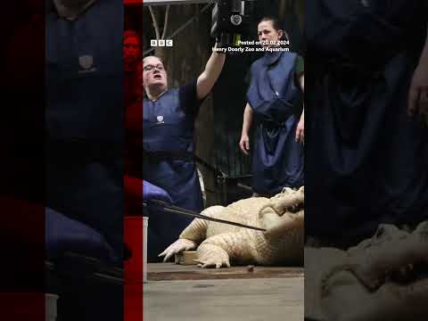 The zoo said people had thrown the coins into the enclosure. #Shorts #BBCNews
