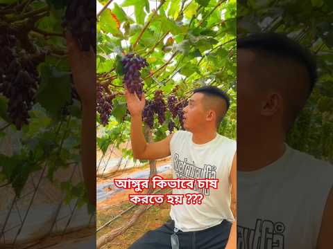 আঙ্গুর কিভাবে চাষ করতে হয় / আঙ্গুর গাছের চারা তৈরি #facts #shorts