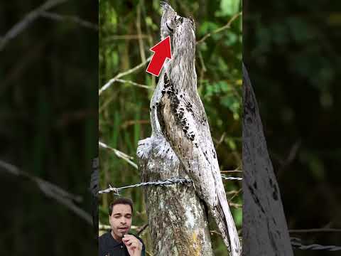 Camouflage Bird #facts