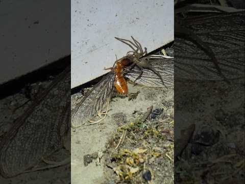 A Hobo Spider/ other species injects a Pacific Dampwood Termite with venom and drags it off to feast