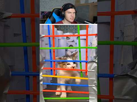 🐱 ЧТО СМОЖЕТ ОСТАНОВИТЬ МОЕГО КОТИКА?! 😳 #shorts #шортс #челлендж #животные #кот #котенок #милота