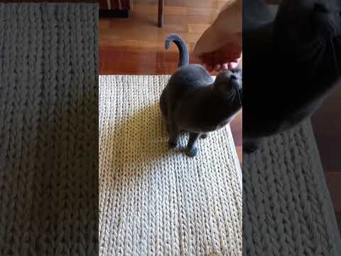 cat smell the hand and gets its front feet up. #shorts #subscribe #cats