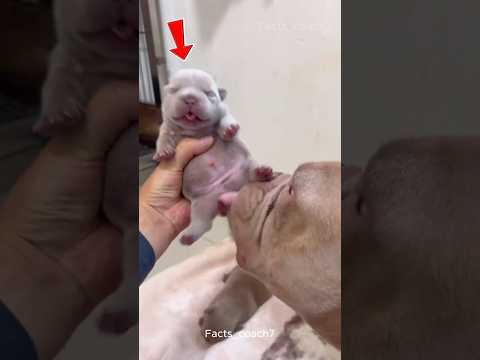 This Pitbull Became a Mom And Everything Changed 🐶❤️👶