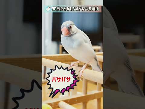 ピント泥棒するセキセイインコ #文鳥 #セキセイインコ #birds #shorts