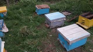 Management In Rainy Season | Insects Side Effects