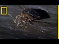 Understanding Bed Bugs
