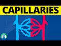 Understanding Capillaries and Their Functions