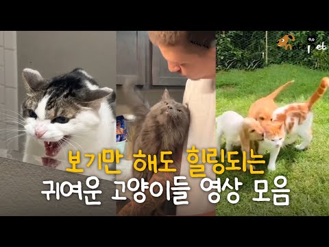 보기만 해도 힐링되는 귀여운 고양이들 모음