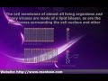 Phospholipid Bilayer and Membrane Functions