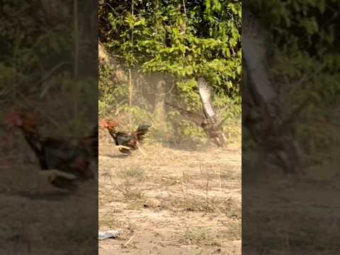 Amazing speed Changeable hawk eagle hunt bird of prey🦅#comment #hunting #like #birds #subscribe