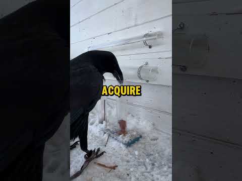 Why Crow Is One Of The Smartest Birds Intelligence! (๐ธ:ourawesomeanimals)