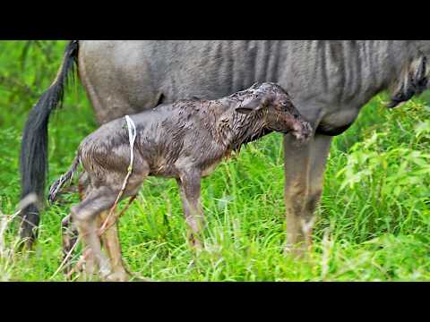 Wildebeest Takes Its First Wobbly Steps Minutes After Birth