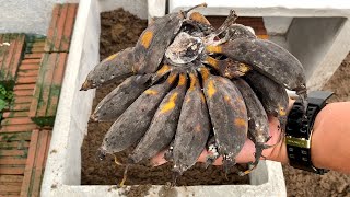 GARDENING TIPS - Rescue a withered corner of the garden