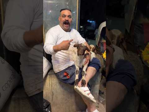 صينية المندي الجدي بـ 2000 جنيه عند المعلم ابراهيم الطوخي 🐪