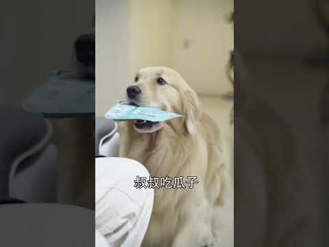 P1 What makes even the sensible Luhu want to be lazy? In the end. #dog #cute #pets #shorts
