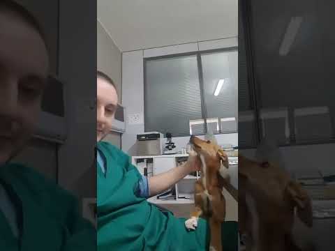 Coco bellissima cucciola