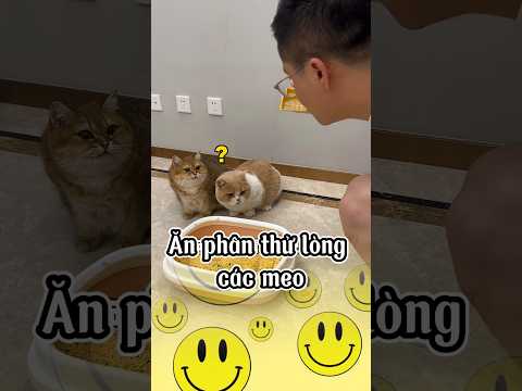Ăn cức thử lòng các meo | hài hước mọi lúc #funny #shorts