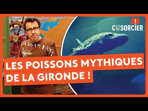 Les poissons mythiques de la Gironde ! - C'est pas sorcier