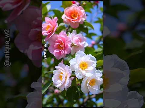 beutiful natural flowers🌸🌺#beatifulnature #trending #flowers #beautifulflowers #viralvideo #ytshts