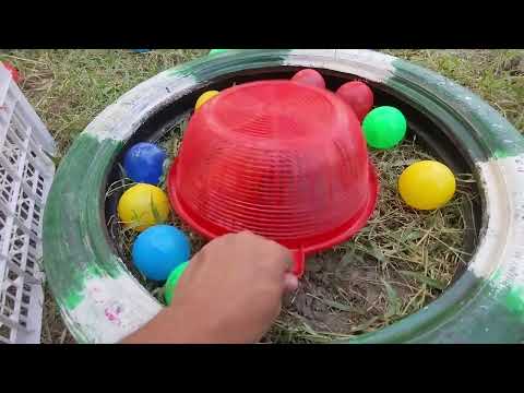 Tangkap Ayam Lucu, Ayam Warna Warni, Ayam Rainbow Gokil, Kelinci, Kucing Lucu, Bebek, Hewan Lucu #08