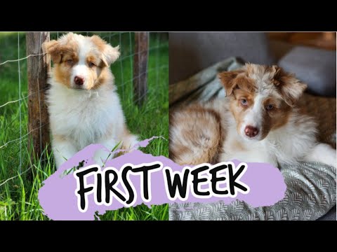 First Week With My Australian Shepherd Puppy! Introducing grooming, socialization, and more!