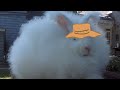 Angora Rabbit Breeds and Care