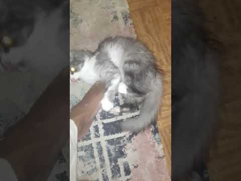 #coversong #song #singer #meaw #cat #beautiful #lovecats #funny #animals #