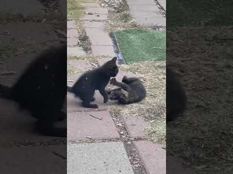 #musica #algatoyalraton #music #bandamachos