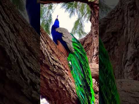 peacock 🦚 #animals #peacock #funny #peafowl #shortvideo #morkipukar #birds #nature #peacockdance