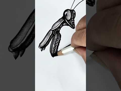 The BEST Way to Draw a REALISTIC Praying Mantis #drawing #art #sketch #insectdrawing