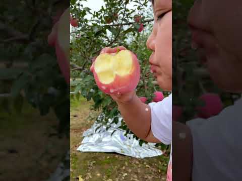 Pink apple very crispy and very sweet - That's so great