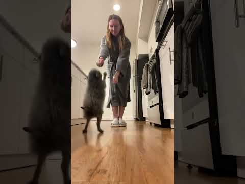 Adorable Dogs Dancing Part 28😍