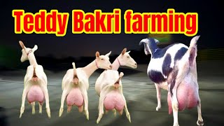 teddy bakri farming 2026 teddy bakra farming in pakistanteddy bakri farming in pakistan