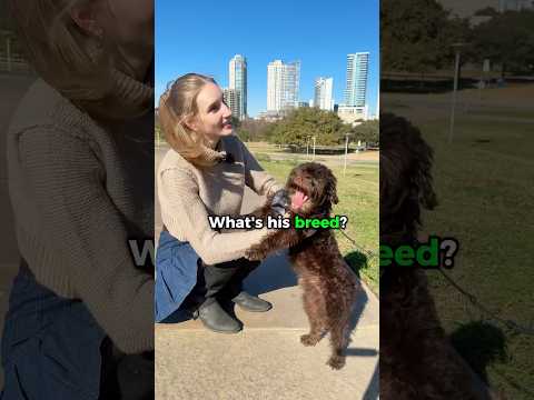 Avoid this mistake in English 🐶✅ #ariannitalagringa #learnenglish #gringa #englishlanguage #comedy