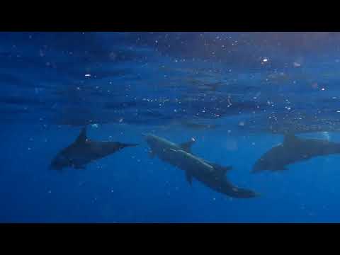 Ambassador Video - Active Traveller
