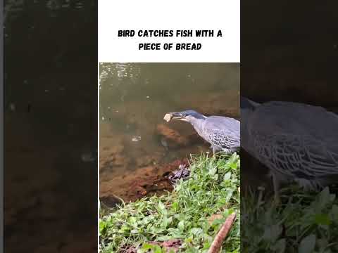 Bird Catches Fish With A Piece Of Bread #shorts