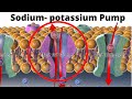 Sodium-Potassium Pump Mechanisms