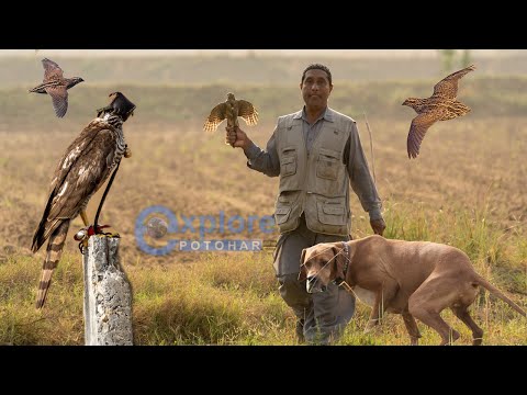 "Swift Shadows : The Sparrow hawk's Speed and Precision in The Hunt" / Quail Hunting @ExplorePotohar