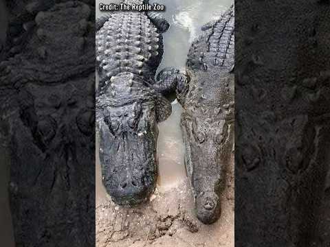 Warum Sind Krokodile So Viel Tödlicher Als Alligatoren?