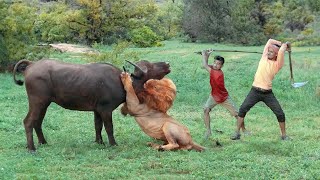 Lion attack buffalo in African forest | lion attack animal | lion attack video stories 16