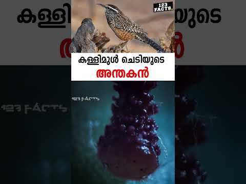കള്ളിമുൾ ചെടിയുടെ അന്തകൻ😳😱#cactus #desert #animallover #factsdaily #reelsvideo #123factsmalayalam